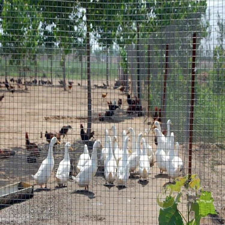 菜园果园围养殖围栏防牲畜护栏网图片3